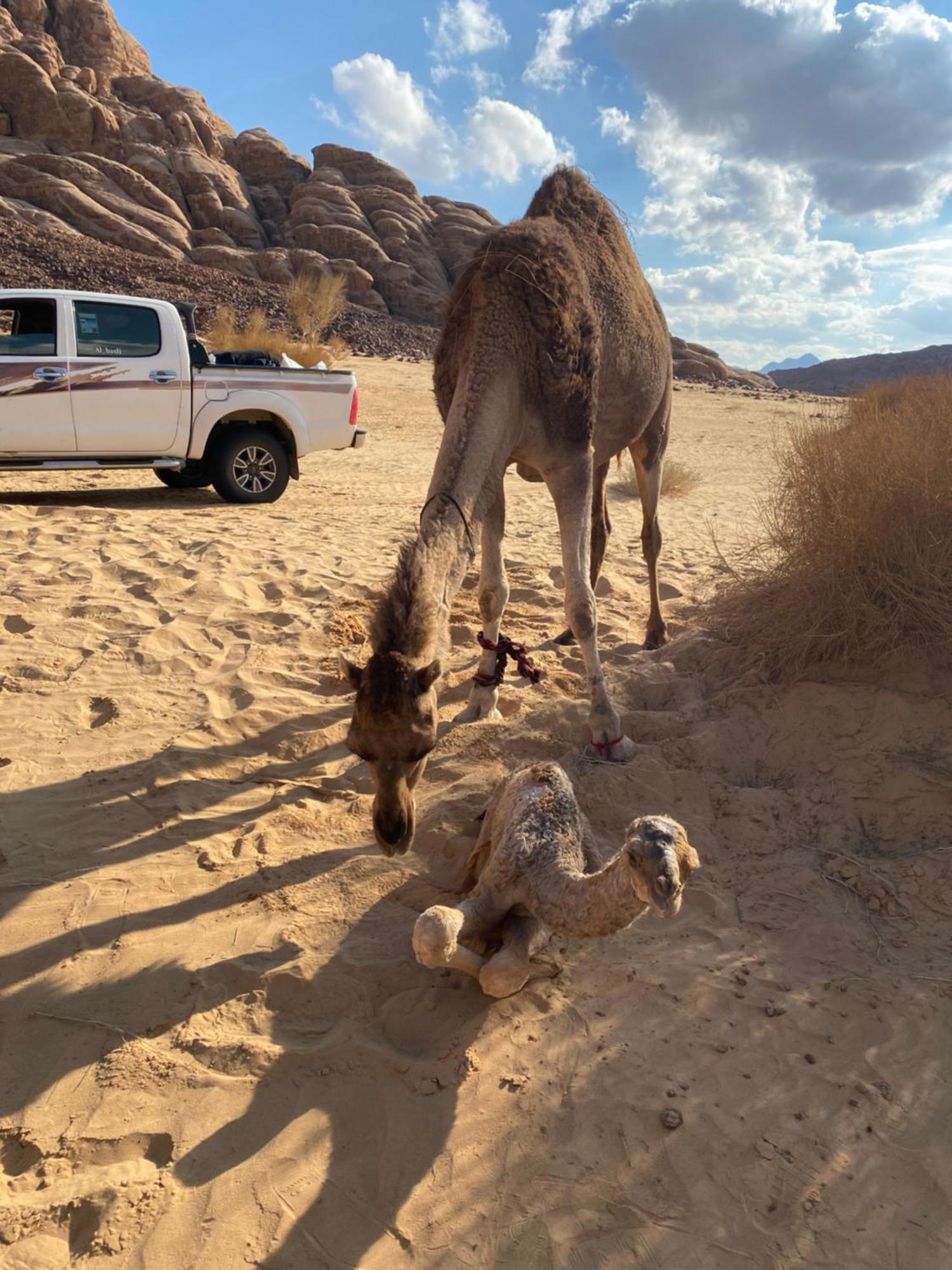 Wadi Rum Albasli Exteriér fotografie