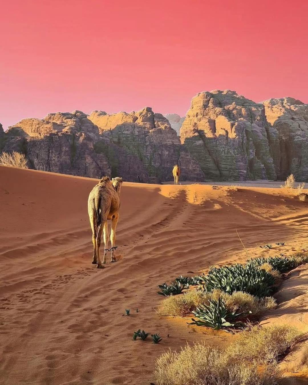 Wadi Rum Albasli Exteriér fotografie